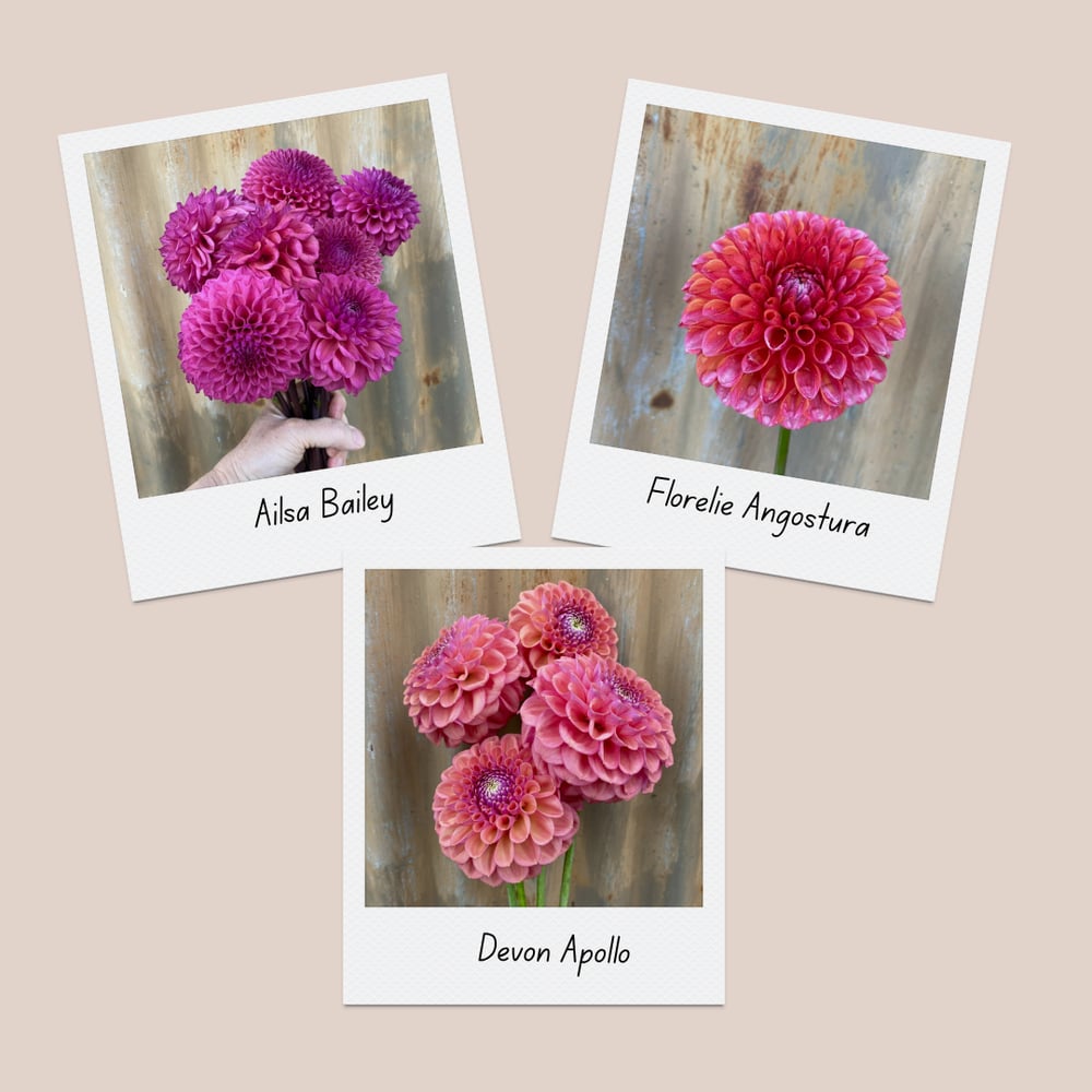 Image of Dahlia Tubers - Pack 15