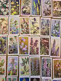 Image 2 of Set of 42 Vintage Wills’s Cigarettes Botanical Cards