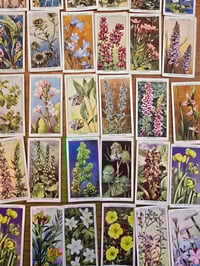 Image 4 of Set of 42 Vintage Wills’s Cigarettes Botanical Cards