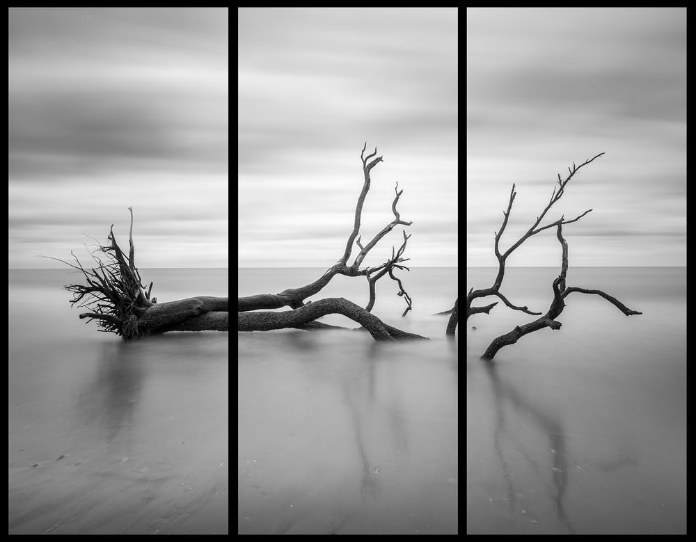 Image of Allen Russ | Drifting Oak