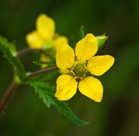 Image 1 of Large Leaved Avens: Geum macrophyllum
