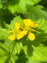Image 2 of Large Leaved Avens: Geum macrophyllum