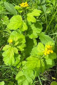 Image 3 of Large Leaved Avens: Geum macrophyllum