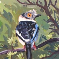 White-crested helmetshrike