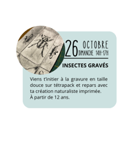 INSECTES GRAVÉS - 3H