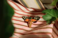 Image 2 of Spotted moth pin