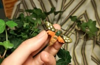 Image 1 of Spotted moth pin