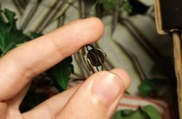 Image 5 of Skull ring (adjustable)