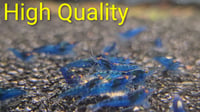 Image 2 of OE Blue Demon Neocaridina