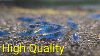 Image 1 of OE Blue Demon Neocaridina
