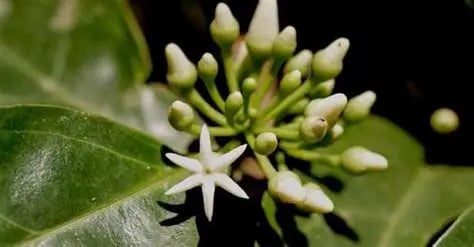 Get SEXy! (Low T/Low E Blend Viagra Blend)-Sex Drive-Circulation-Cholesterol-Energy-ED-Estrogen