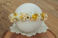 Newborn/Sitter Halo 67