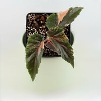Variegated Pink Begonia Ginny Galaxy 