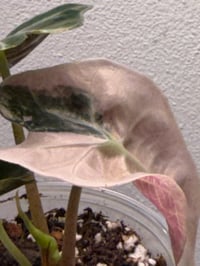 Variegated Pink Thai Amazonica Alocasia 
