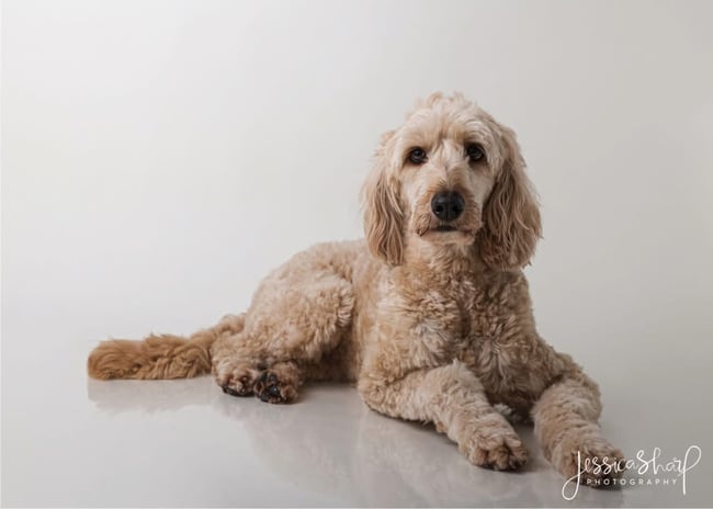 Studio Dog Portraits - Sunday 16th November 2025 (WHITE BACKGROUND)