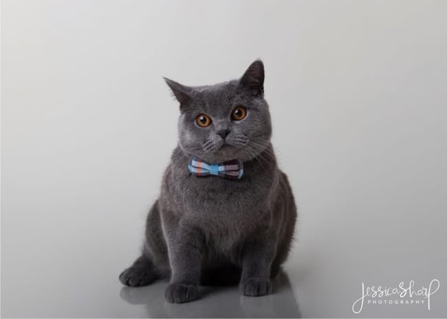 Studio Cat Portraits - Saturday 15th November 2025 (WHITE BACKGROUND)