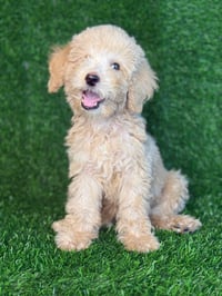 dog breeding