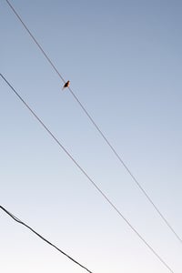 Sébastien Cuvelier - A Golden Distance 07