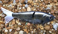 Image 7 of Custom Airbrushed 7 INCH Glide Bait 1120