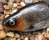 Image 1 of  Custom Airbrushed  6 INCH Glide Bait 6944