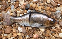 Image 6 of  Custom Airbrushed  6 INCH Glide Bait 6944