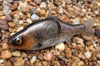 Image 7 of  Custom Airbrushed  6 INCH Glide Bait 6944