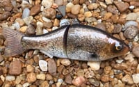 Image 10 of  Custom Airbrushed  6 INCH Glide Bait 6944