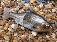 Image 12 of  Custom Airbrushed  6 INCH Glide Bait 6944