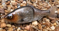 Image 17 of  Custom Airbrushed  6 INCH Glide Bait 6944