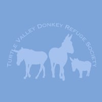 Image 5 of *PRE-ORDER - Carolina Blue Sunrise Donkey Pullover