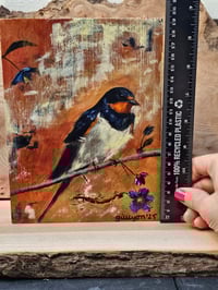 Image 4 of Barn Swallow at Dawn