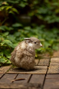 Image 6 of [IN STOCK] Gamusino artdoll -Wild variant #1