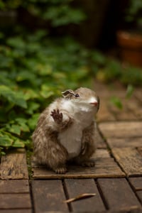 Image 7 of [IN STOCK] Gamusino artdoll -Wild variant #1