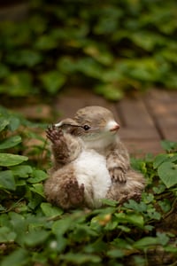 Image 6 of [IN STOCK] Gamusino artdoll -Wild variant #2
