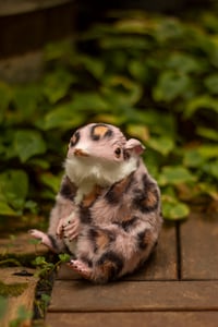 Image 9 of Pink animal print gamusino artdoll [IN STOCK]