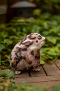 Image 5 of Pink animal print gamusino artdoll [IN STOCK]