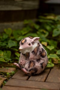 Image 2 of Pink animal print gamusino artdoll [IN STOCK]