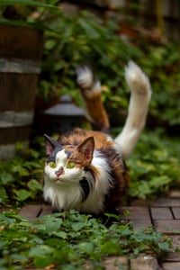 Image 3 of Nekomata artdoll [PREORDER]