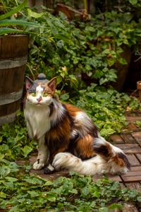 Image 5 of Nekomata artdoll [PREORDER]