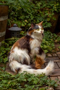 Image 6 of Nekomata artdoll [PREORDER]