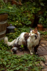 Image 8 of Nekomata artdoll [PREORDER]
