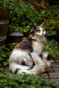 Image 9 of Nekomata artdoll [PREORDER]