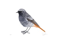 Image 1 of Red Start