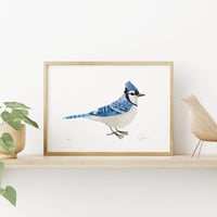 Image 2 of Blue Jay