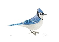 Image 1 of Blue Jay