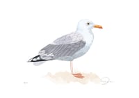 Image 2 of Seagull