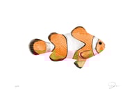 Image 1 of Clownfish