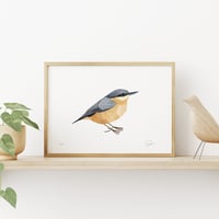 Image 1 of Nuthatch (Kleiber)