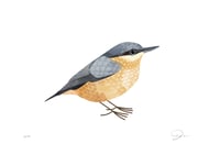 Image 2 of Nuthatch (Kleiber)