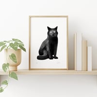 Image 1 of Cat